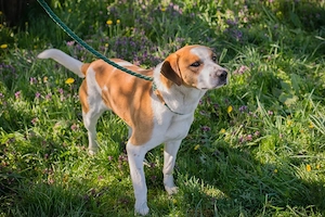 *MOGLI* - Ich bin lieb, zugänglich, offen und sozial Bild 5