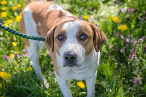 *MOGLI* - Ich bin lieb, zugänglich, offen und sozial Bild 9