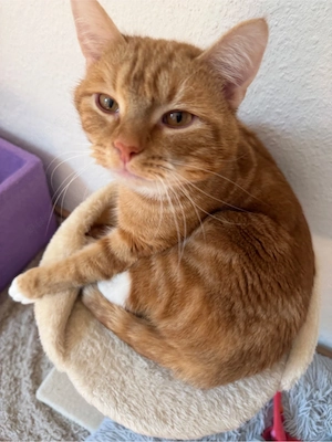 Kater sucht dich! dringend abholung sofort
