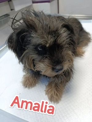 Amalia wartet auf ein richtiges Zuhause