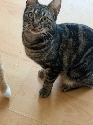 Katzedame sucht dich! dringend Sofort abholbat 