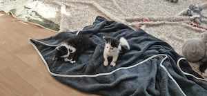 Kater abzugeben ende Mai