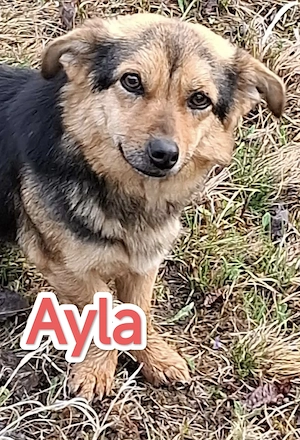 Ayla sucht ihre Menschen für immer Bild 3