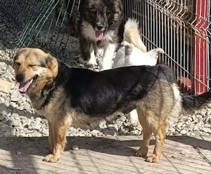 Ayla - schenkst du ihr ein liebevolles Zuhause?