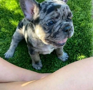 Englische Bulldogge zu verkaufen