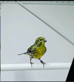 Suche eine Girlitz Henne 