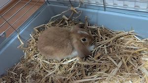 Zwerg Widder Kaninchen Babys 