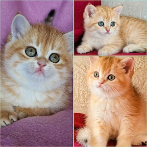 Bkh Kitten mit Stammbaum 