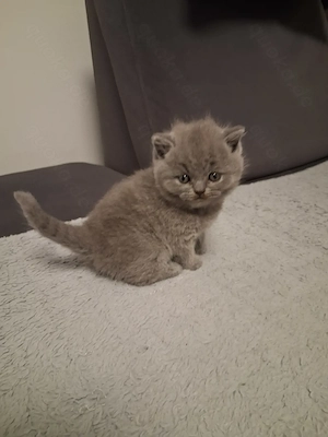 Reinrassige BKH Kitten