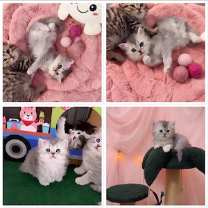 Zuckersüsse Reinrassige Bkh Kitten Bild 7