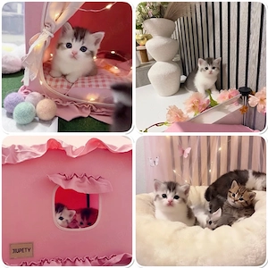 Zuckersüsse Reinrassige Bkh Kitten Bild 5