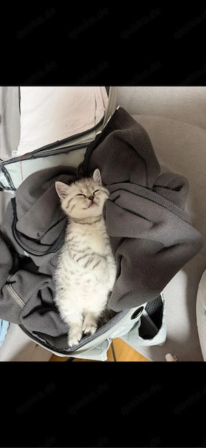    Kleiner Prinz sucht ein liebevolles Zuhause   