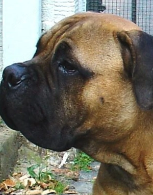 Bullmastiff Rüde 6Monate