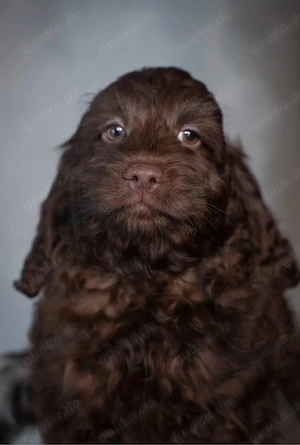 Sweet brown puppy looking for loving home