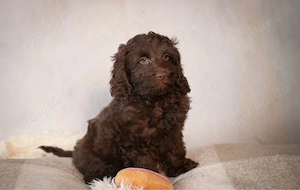 Süßer brauner Welpe sucht liebevolles Zuhause   