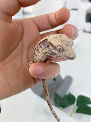 Kronengecko (poss. weibchen)