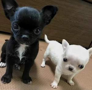 Chihuahua-Welpen