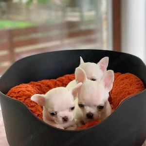 Chihuahua-Welpen