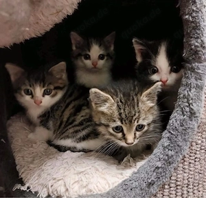 knuffige Babykatzen 10 wochen alt ab sofort 