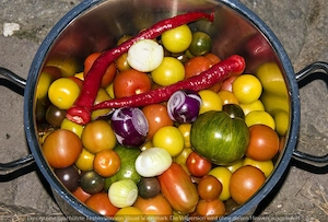 Chilipflanzen, Tomatenpflanzen