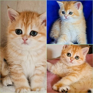 Bkh Kitten mit Stammbaum 