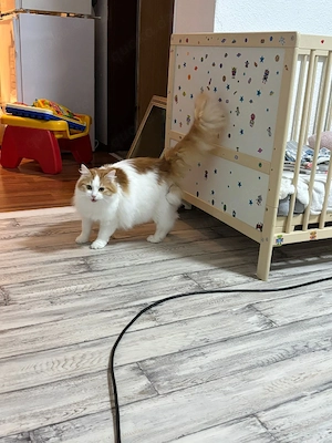 Main coon Perder Dame abzugeben 