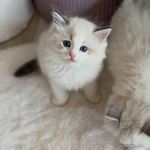 Ragdoll-Kätzchen + Komplettes Zubehör   Sofort abgabebereit