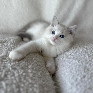 Ragdoll-Kätzchen + Komplettes Zubehör   Sofort abgabebereit Bild 4