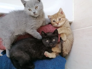 Britisch Kurzhaar Bkh Kitten in 15 Tagen Abgabe 