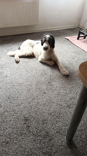 Labradoodle zu verkaufen