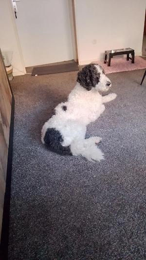 Labradoodle zu verkaufen