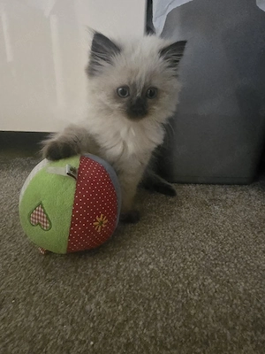 Kätzchen sucht liebevolles Zuhause