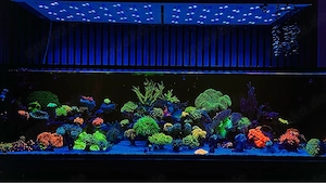 Aquariumauflösung Meerwasser Korallen Ableger Hawai Rotmeer