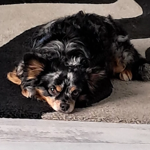 deckrüde kein verkauf 