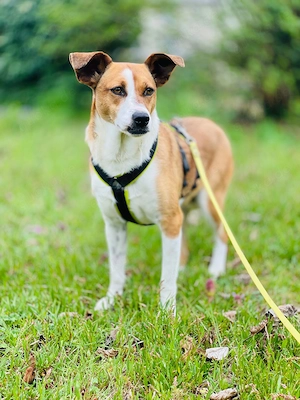 Nana 1 Jahr alt, kastriert