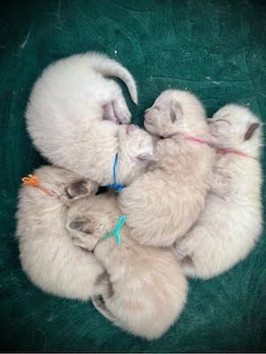   Ragdoll Kitten    2.4.26 geboren