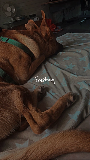 hund sucht entgültiges zuhause 