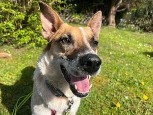 Malibu ca. 41 cm   die Zarte [auf Pflegestelle in 44803 Bochum]