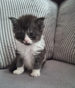 Maine Coon Kitten 