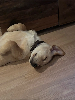 Labrador Border Collie Welpe