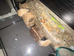 Zwei Wüstenrennmäuse zu verkaufen 