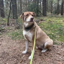 Fee T 55 cm   Die Beschützerin [auf Pflegestelle in 49744 Geeste]