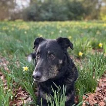 Mowgli 45 cm   Der Hübsche [auf Pflegestelle in 48153 Münster]