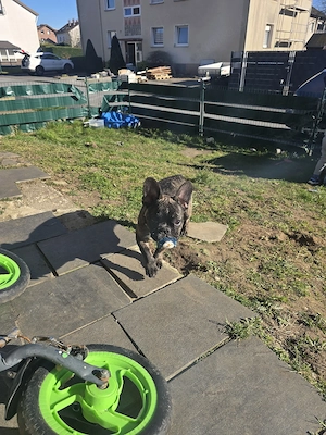 luna sucht ein neues zuhause