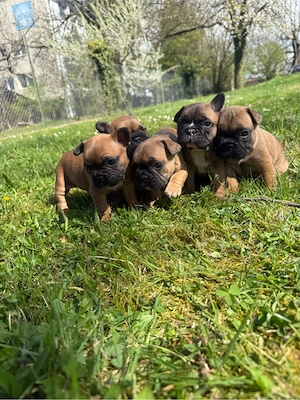Französische Bulldoggen Welpen 