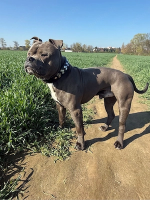 American Bully XL Rüde 1 Jahr Alt