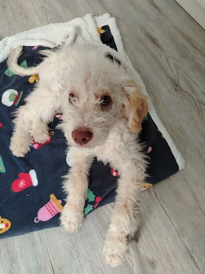 Wunderschöner Rüde 13 Wochen