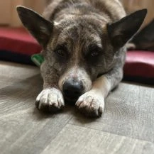 Finja 45 cm   Die Hübsche [auf Pflegestelle in 48153 Münster]