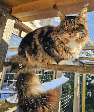 Traumkater sucht zuhause 