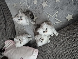  Zum Verlieben: 5 wunderschöne Perser BLH Kitten (5 Wochen) suchen ihr Für-